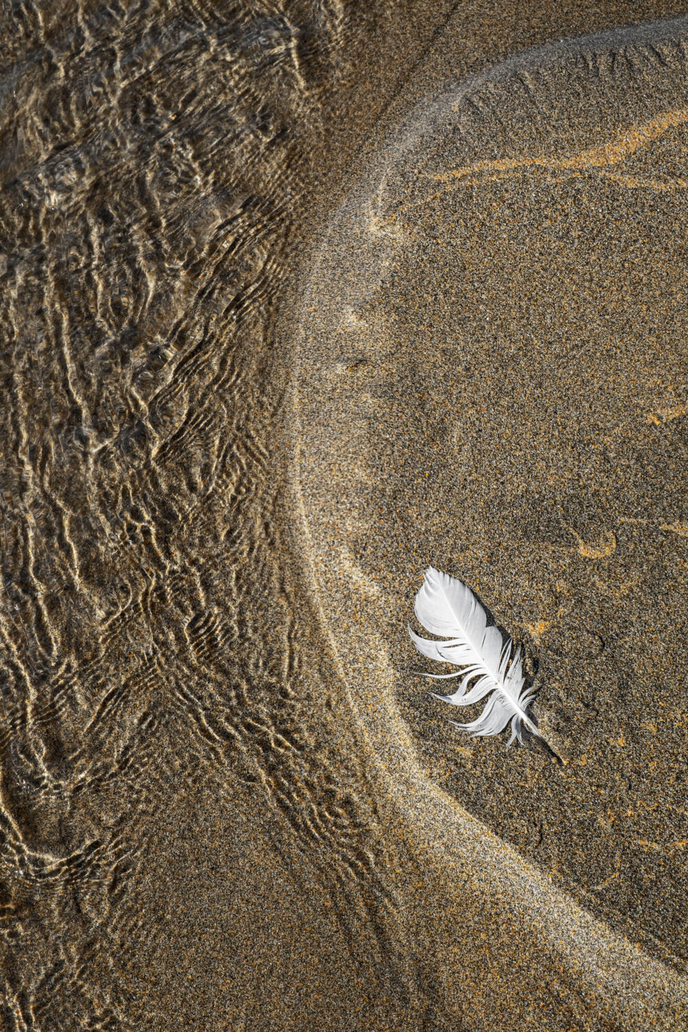 Feather